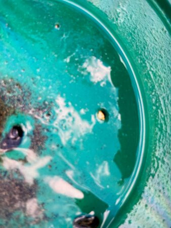 Gold Rush Originals-Angels Camp必去景点