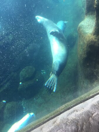 Oregon Coast Aquarium景点图片