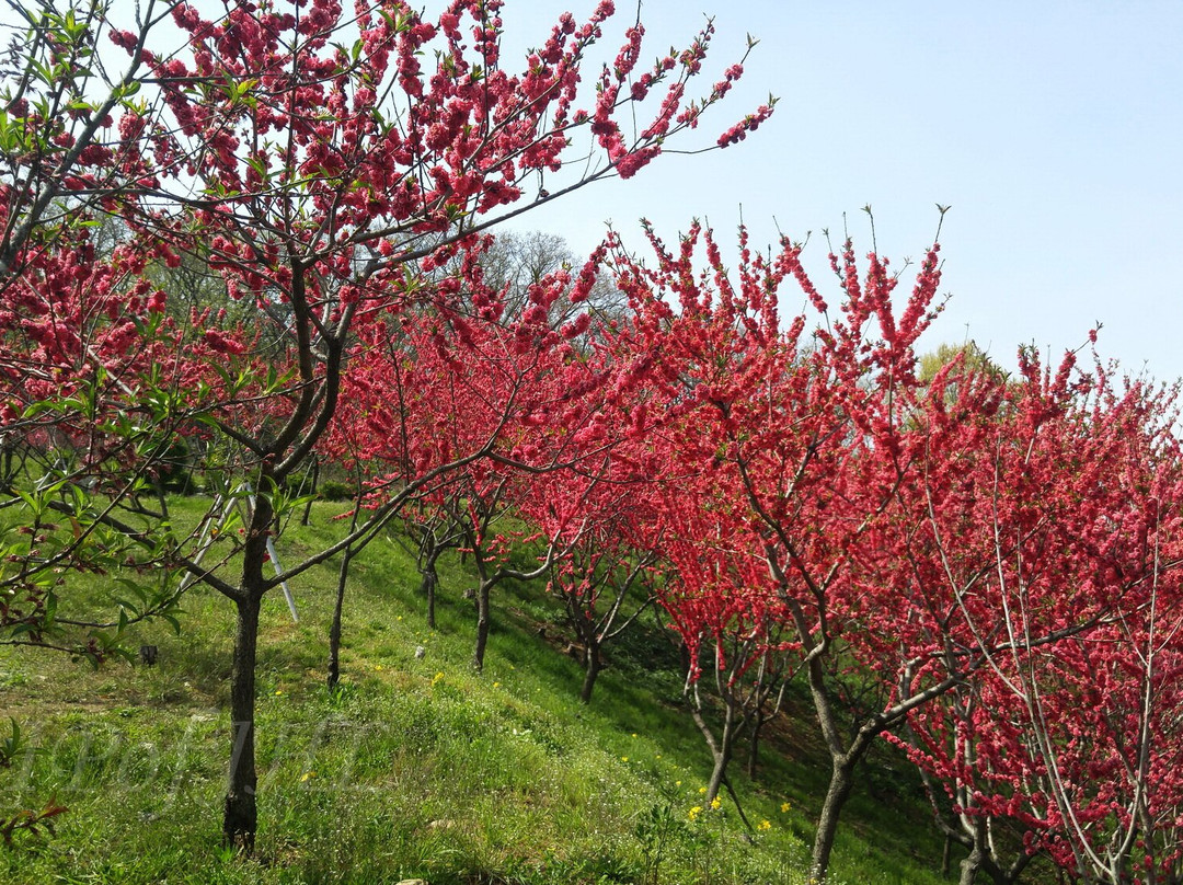 Seongsusan Park-富川市必去景点