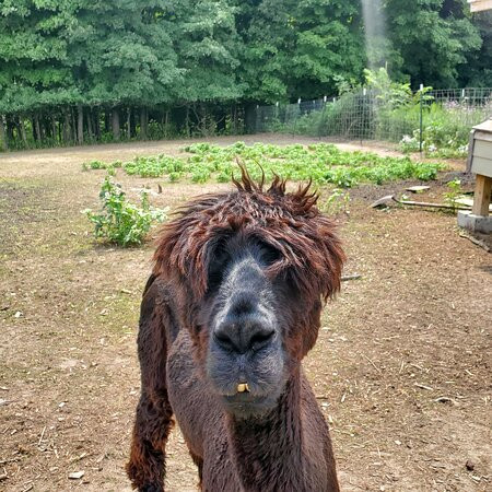 Northern Lavender-Mesick必去景点