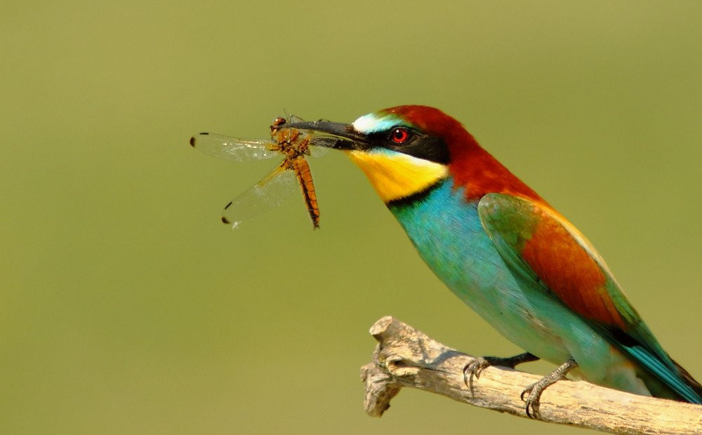 Greece Bird Tours-Marathon必去景点