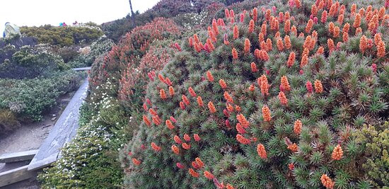 Cradle Mountain Signature Walk by Tasmanian Walking Company景点图片