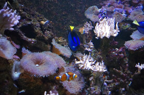 Sea Life景点图片