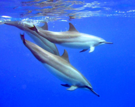 C Big Island Tours-希洛必去景点