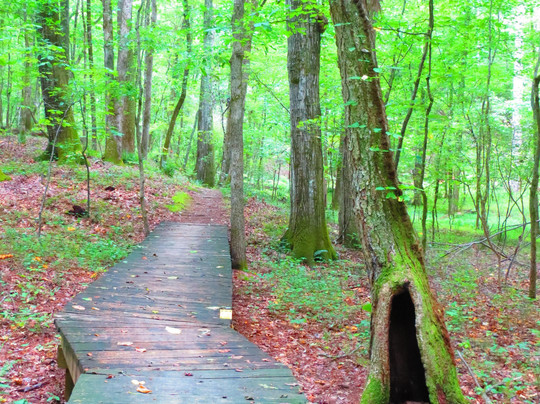 Rutledge旅游攻略图片