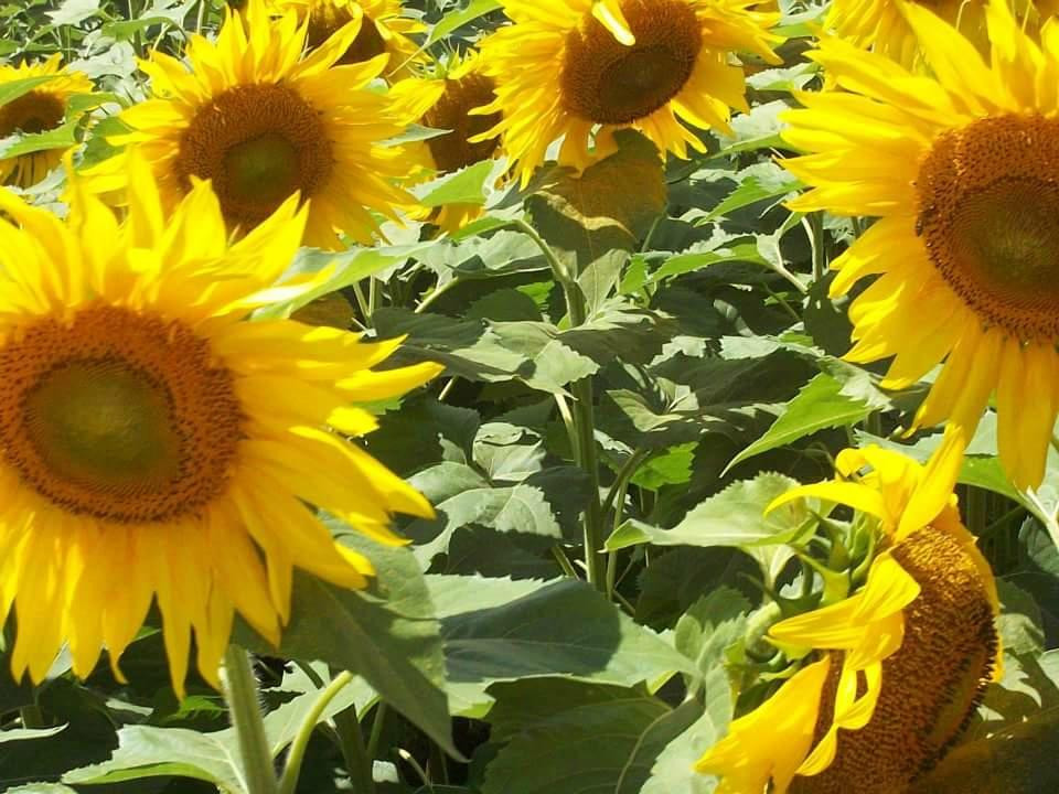 Glasgo旅游景点-Buttonwood Farm