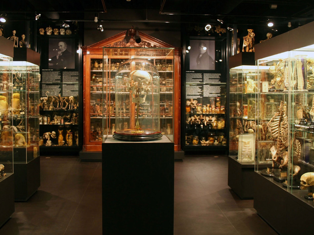 Museum Vrolik-阿姆斯特丹必去景点