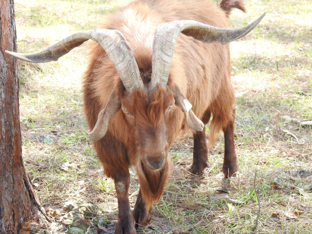 Gan Eden Farms-Live Oak必去景点