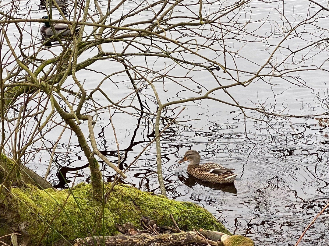 Ogden Water Country Park & Nature Reserve景点图片
