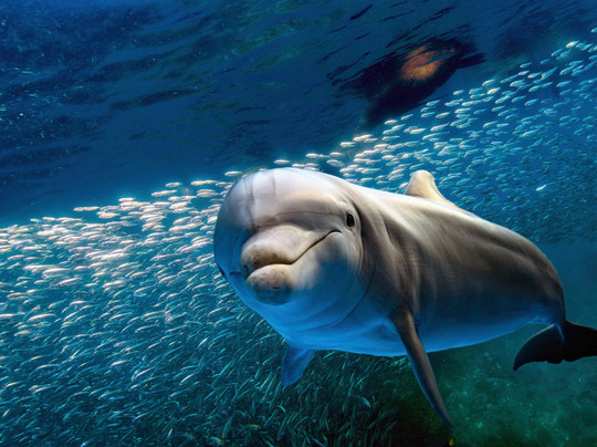 Quicksilver Maui Snorkeling Charters-怀露库必去景点