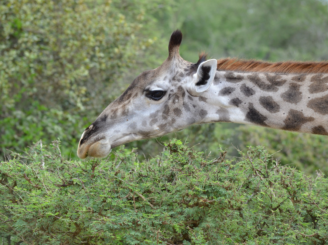Wildness Safari  Tanzania-Dar es Salaam必去景点