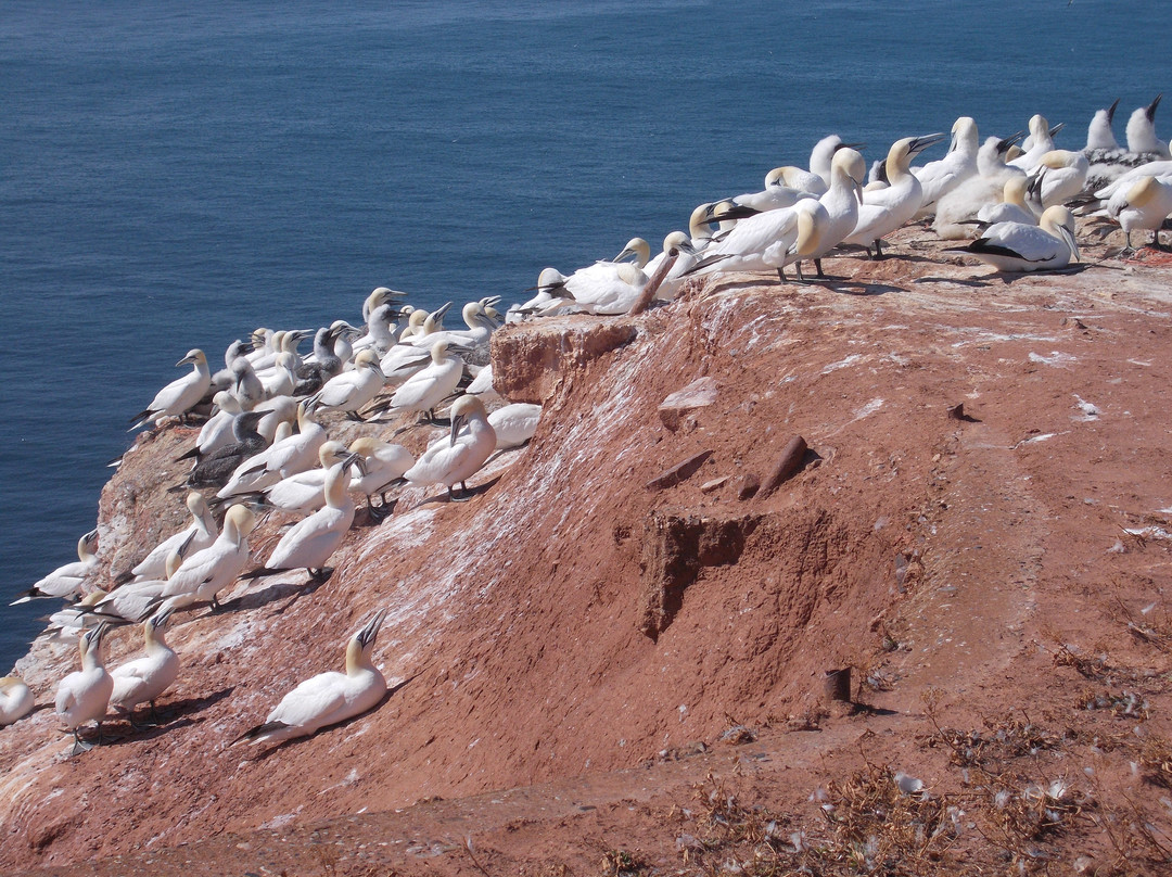 Lange Anna-Helgoland必去景点