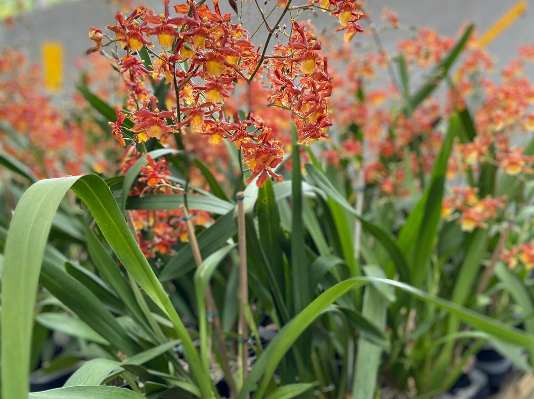 Orquidário Binot-彼得罗波利斯必去景点