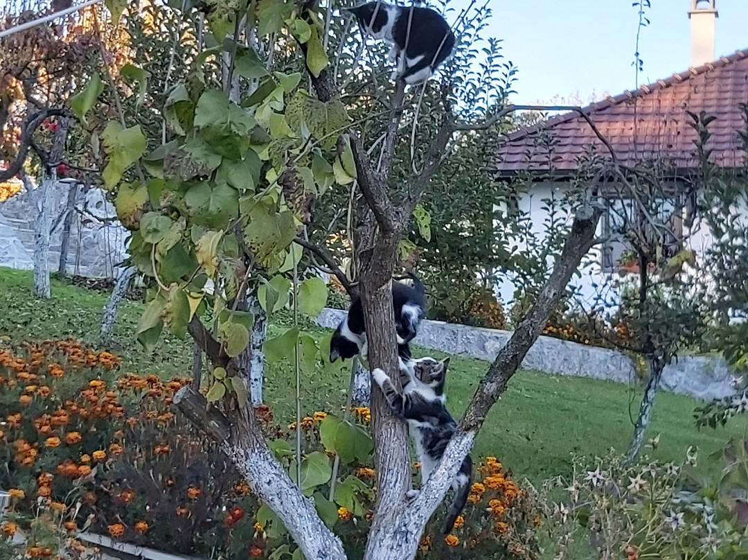 Guesthouse Milanovic主图