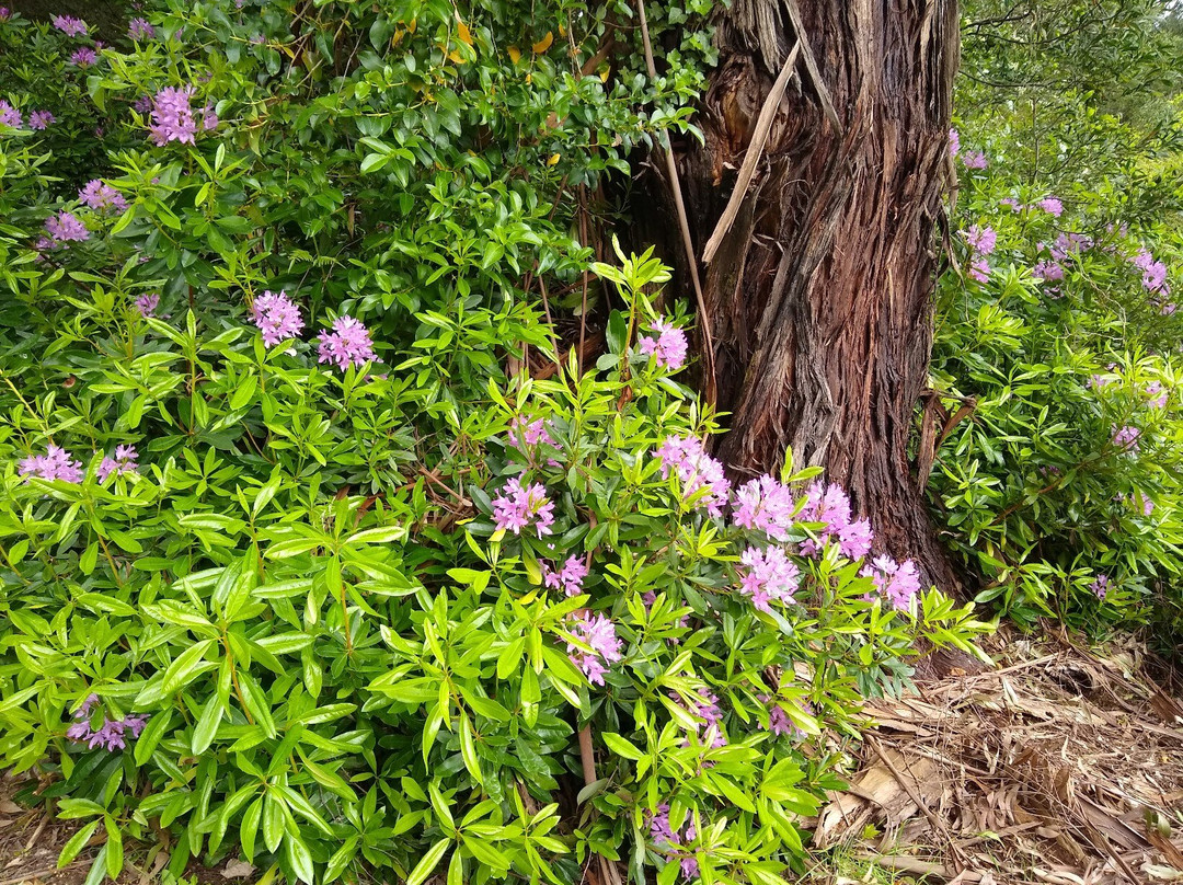 Doongalla Homestead Picnic Ground景点图片