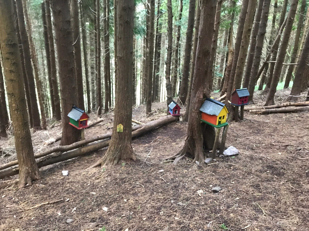 Glenbeigh Fairy Forest-Glenbeigh必去景点