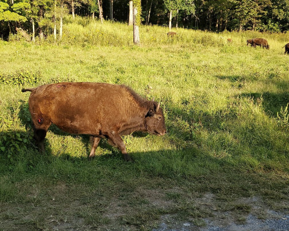 Land Between The Lakes National Recreation Area-Golden Pond必去景点