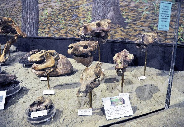 Thomas Condon Paleontology Center景点图片