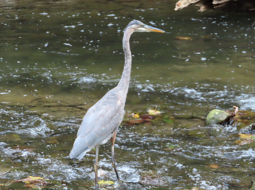 Finger Lakes Bed & Breakfast at Hutton Farm主图