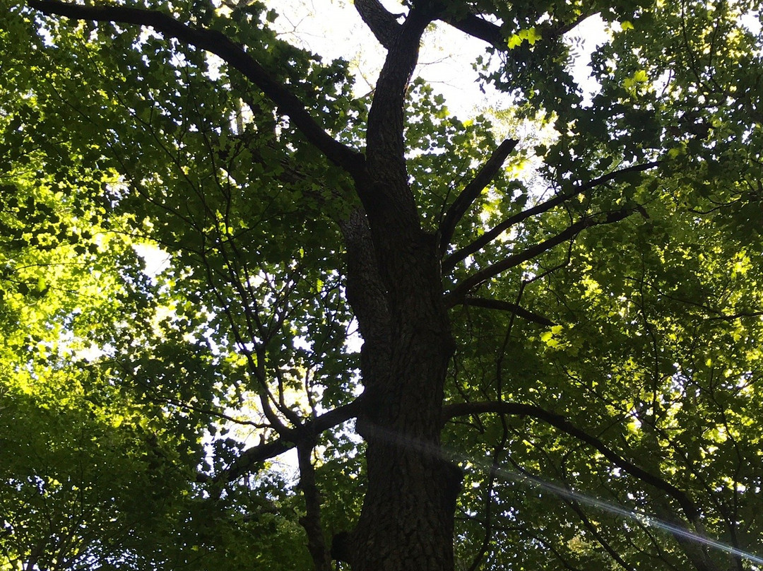 Spitler Woods State Natural Area-Mount Zion必去景点