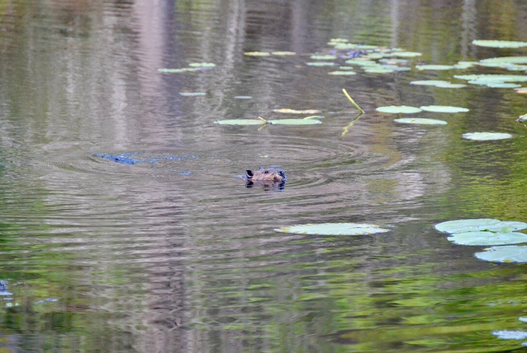 McCrae Lake Conservation Trail-Muskoka District必去景点