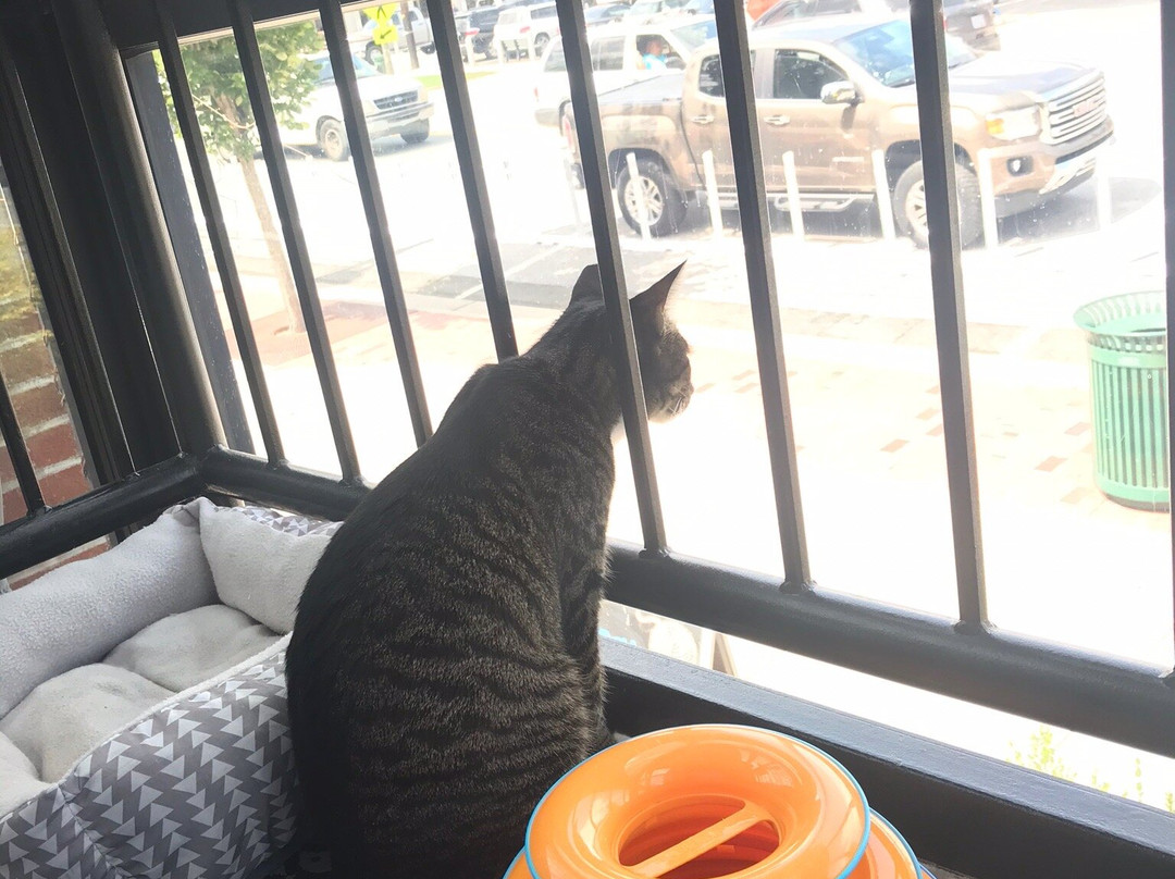 Cat Tales Cat Cafe-教堂山必去景点