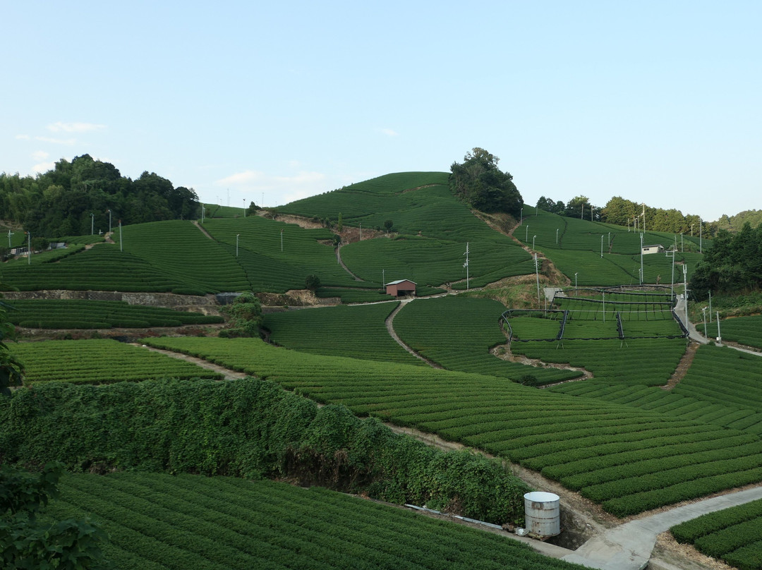Ishitera Tea Plantation-和束町必去景点