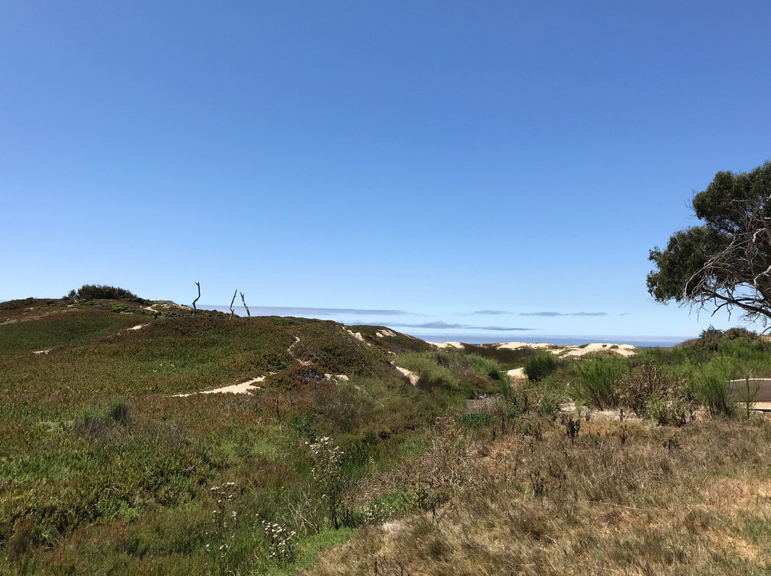 Monarch Butterfly Grove-庇斯摩海滩必去景点