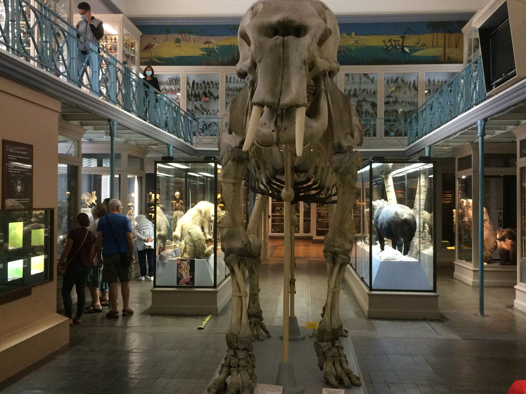 Musee d'Histoire Naturelle de Lille-里尔必去景点