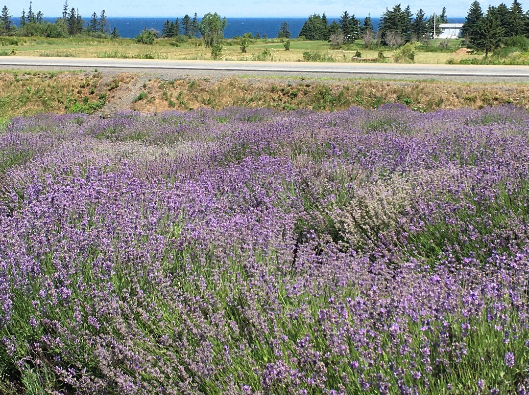 Seafoam Lavender Company and Gardens-Seafoam必去景点