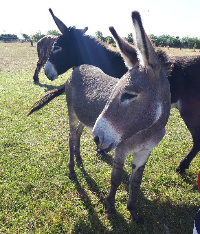 Asinerie de Varennes-Dompierre sur Mer必去景点