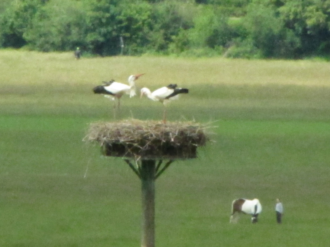 Biotop Beeden-Homburg必去景点