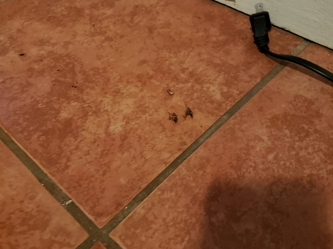 The Historic Leakey Inn主图