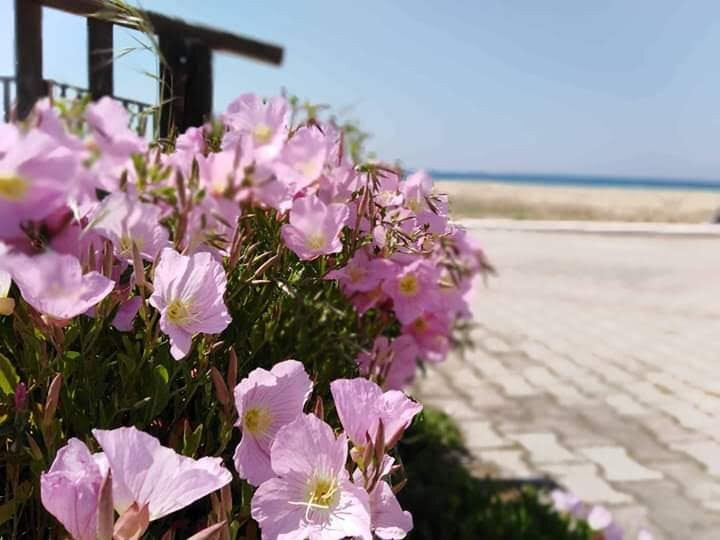 Pastazi Beach Bar景点图片