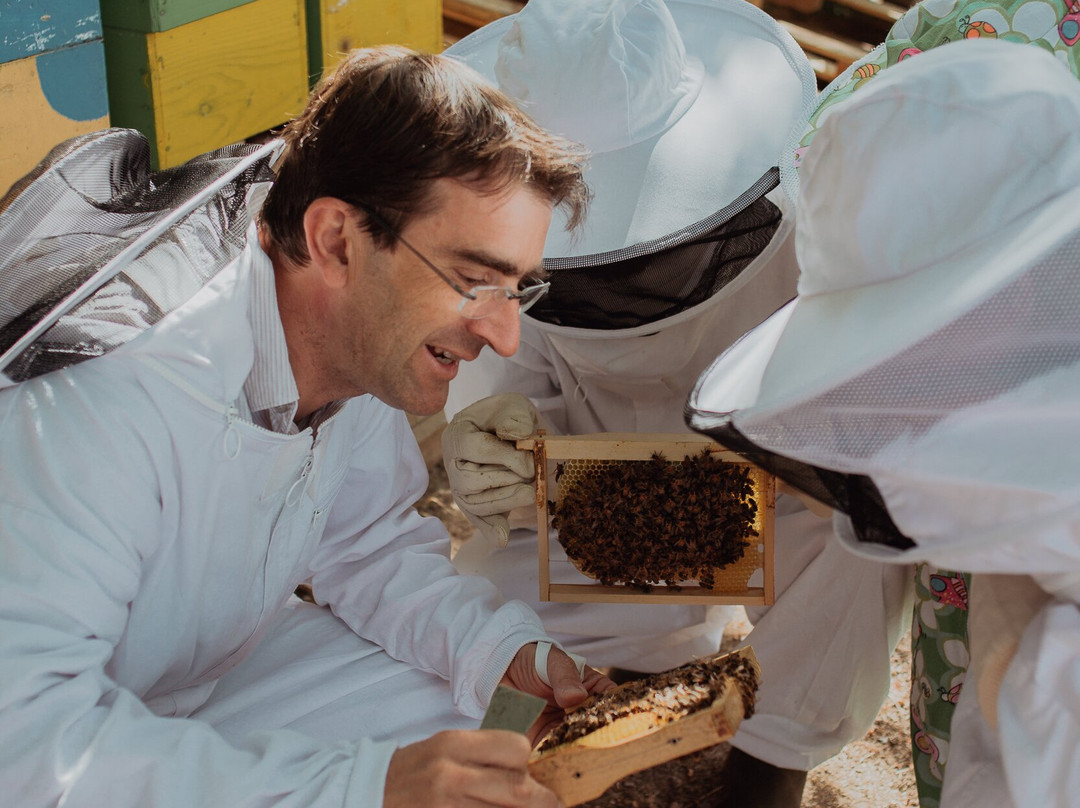 Les abeilles en famille景点图片