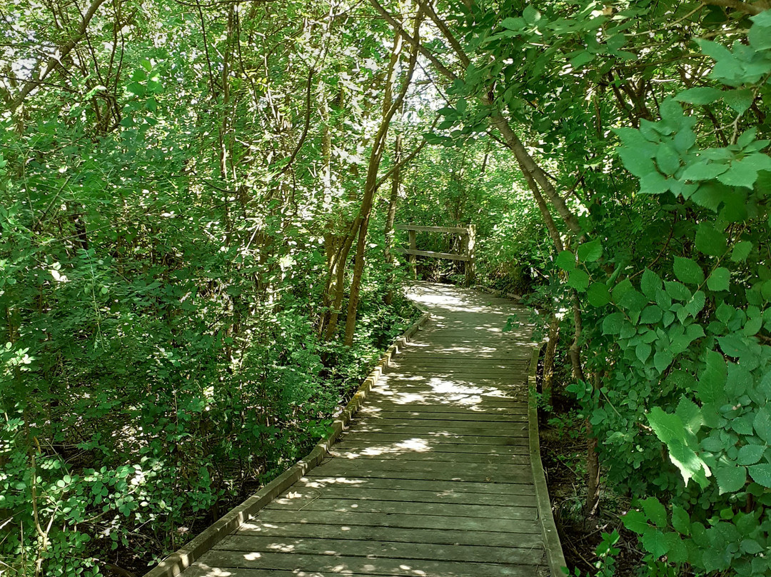 Les Marais Du Vigueirat - Arles Camargue-阿尔勒必去景点
