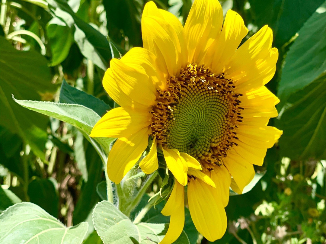 Farm Store at Kellogg Ranch-波莫纳必去景点