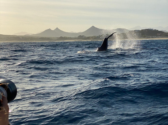 Baja My Love-圣何塞卡波必去景点