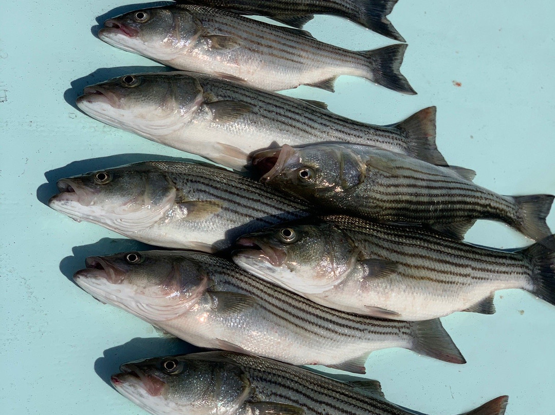 Reel Attitude Charters-Huntingtown必去景点