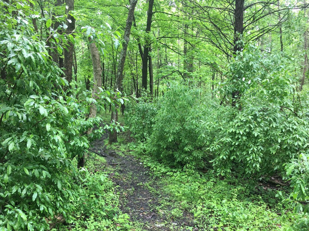 Crosswicks Creek Park景点图片
