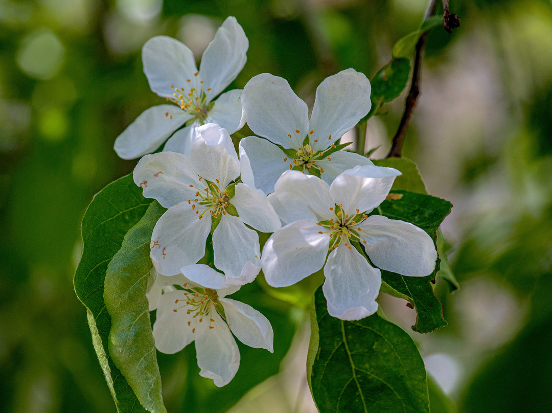 Buckhorn Island State Park-格兰特岛必去景点