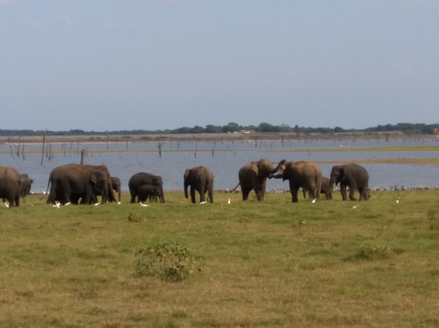 Insight Sri Lanka Eco Tourism - Dave de Silva-拉非尼亚山必去景点