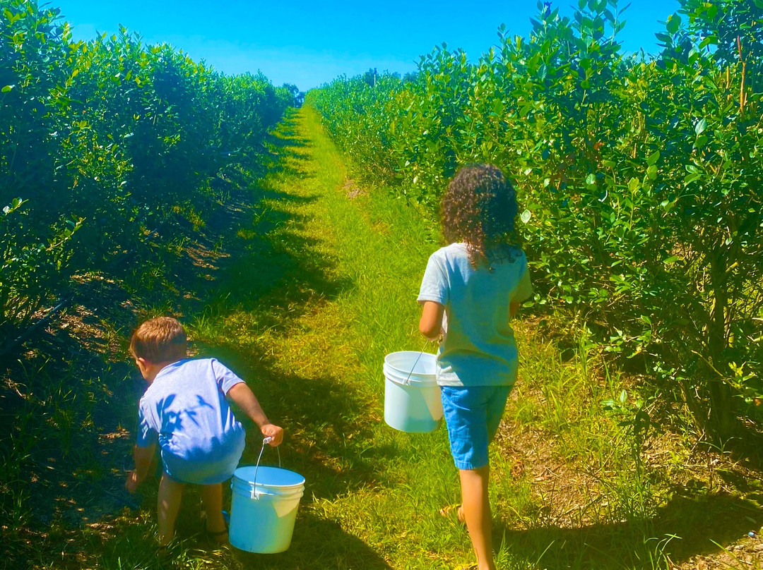 Amber Brooke Farms Williston-Williston必去景点