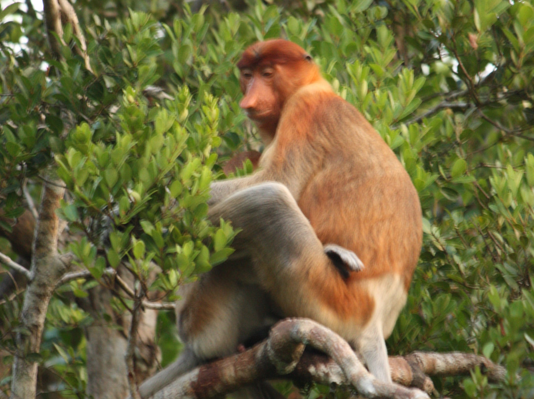 Tanjung Puting National Park-Central Kalimantan必去景点