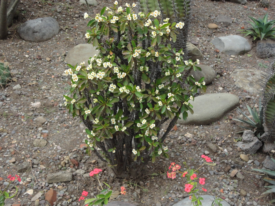 Sarkaria Cactus Garden-Panchkula必去景点