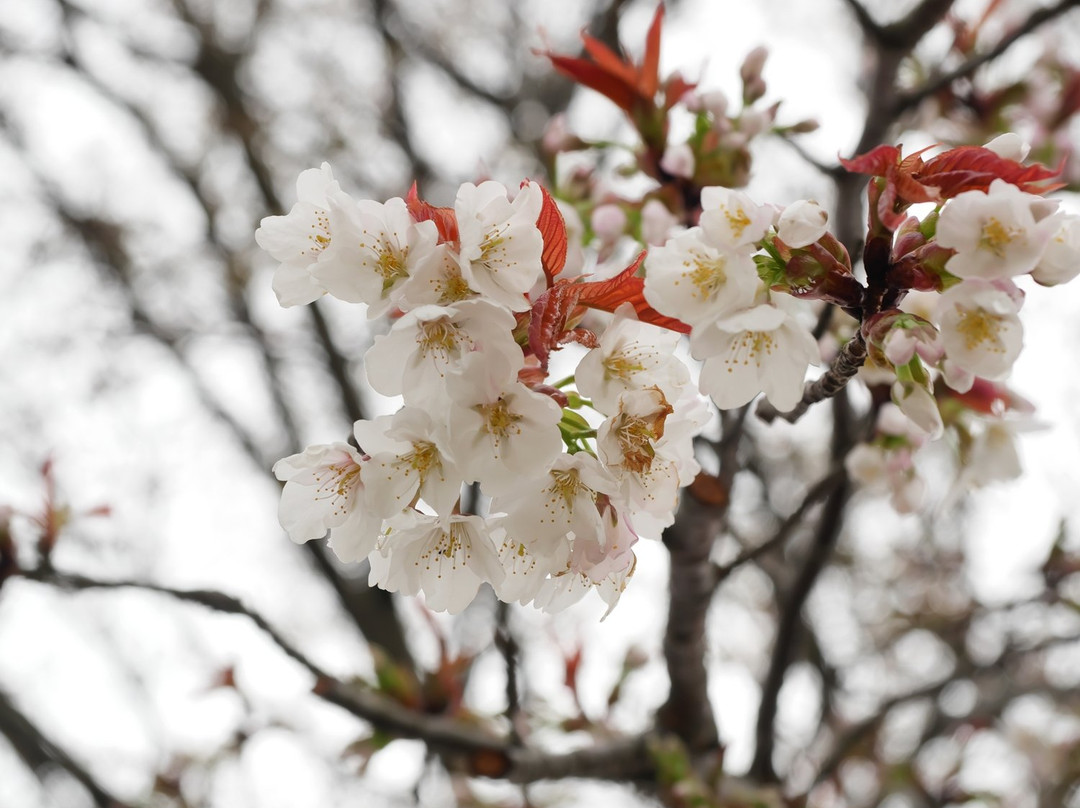 Tasumi no Ipponzakura景点图片