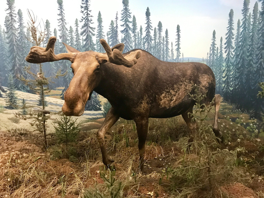 Royal Saskatchewan Museum-里贾纳必去景点