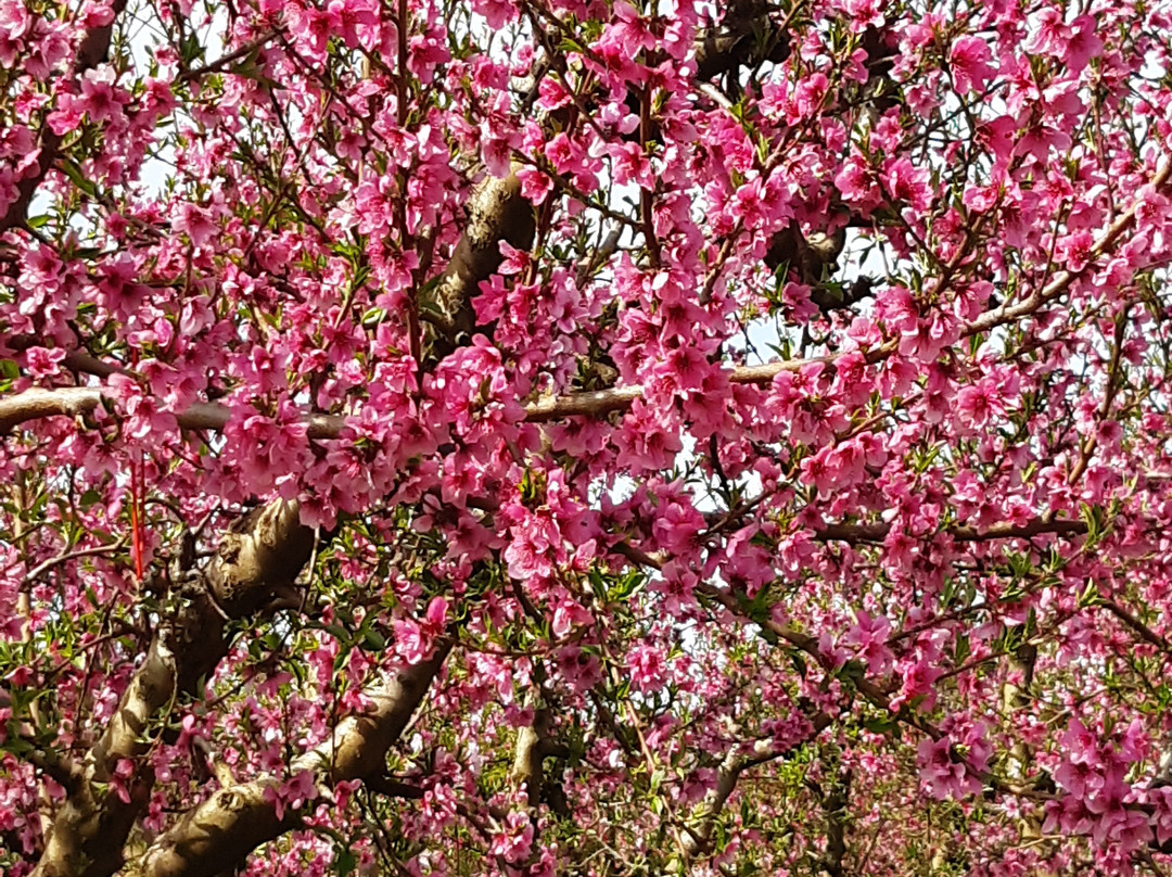 Fruiturisme-Aitona必去景点