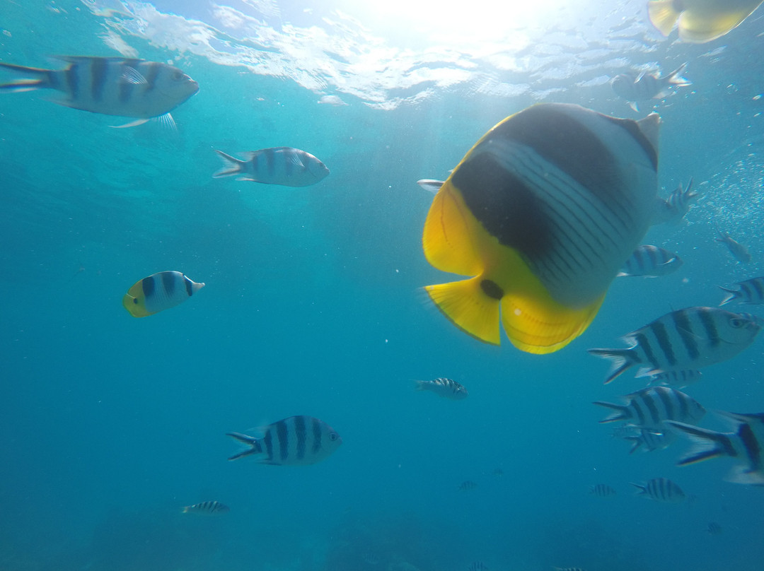 TOPDIVE Bora Bora景点图片