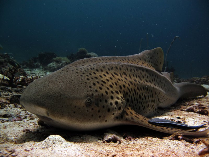 Raya Divers-奥南必去景点